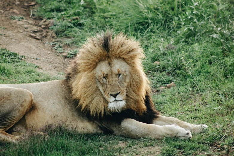 a large adult male lion rests on a green patch of grass