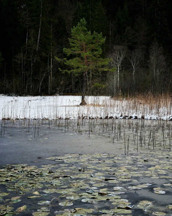 a field covered in snow next to a forest