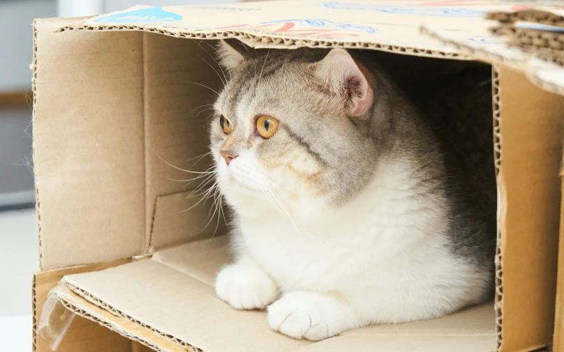 a grey and white cat is sitting in a paper box