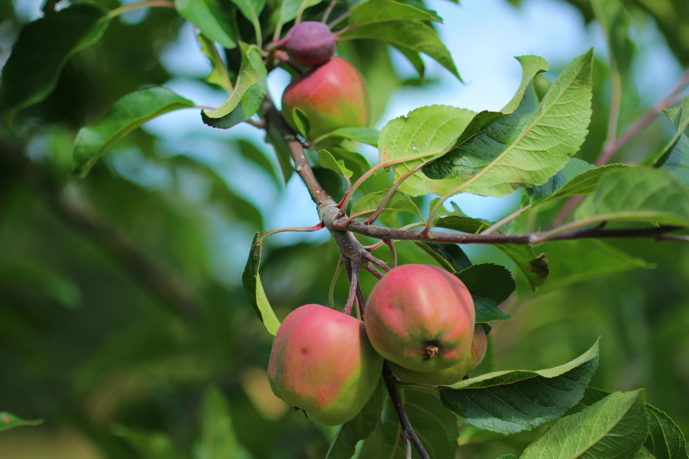 the fruit is hanging from the nch of the tree