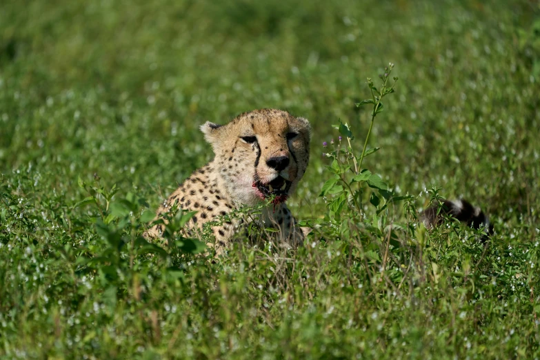 a cheetah in a grassy field with its mouth open