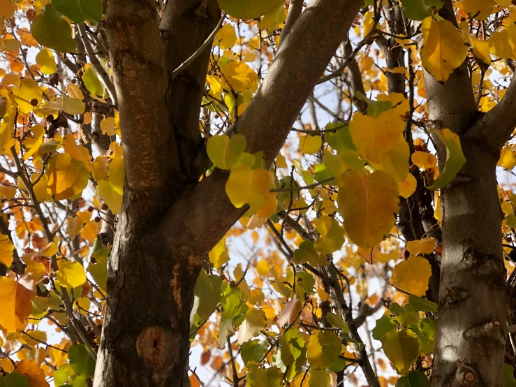 a group of yellow leaves are shown on the nches