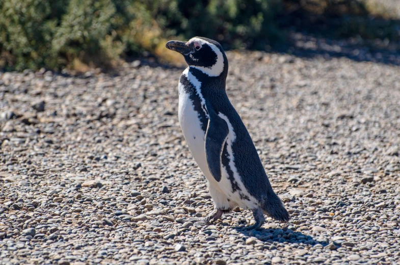 there is a small penguin that is on a rocky beach