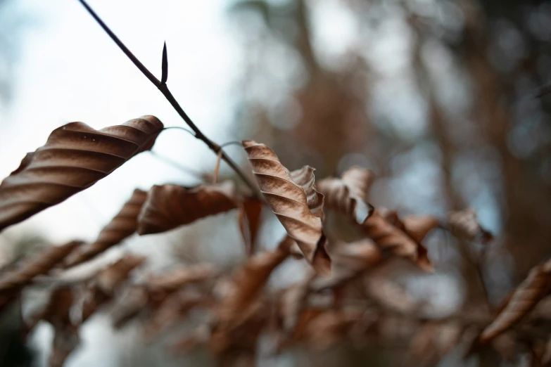 leaves are brown on the stem in the fall