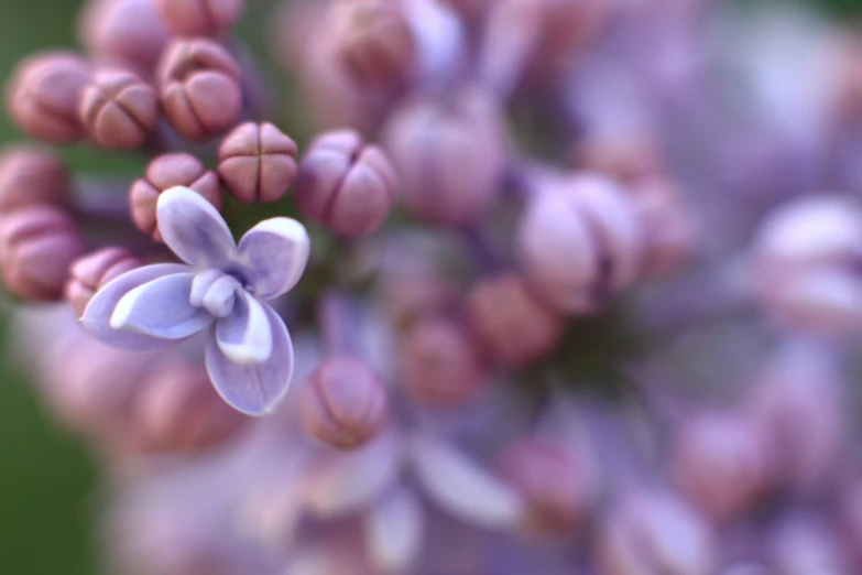 the po is of purple flowers taken from closeup