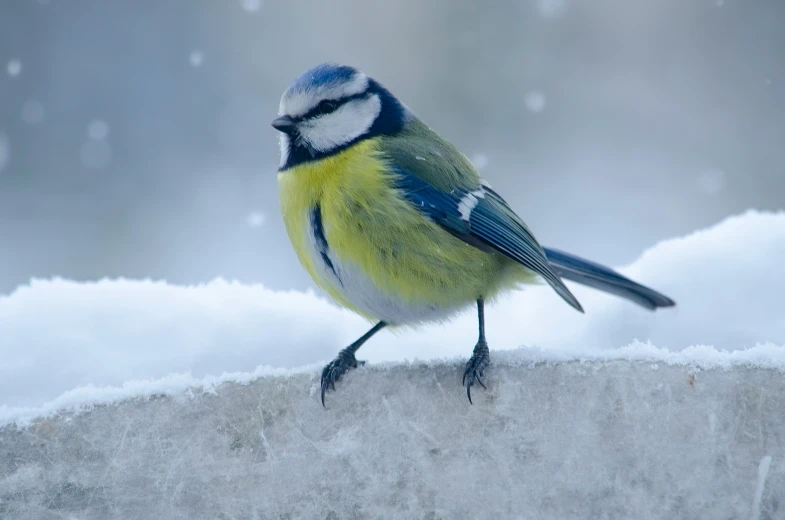 a small blue bird perched on the edge of a stone