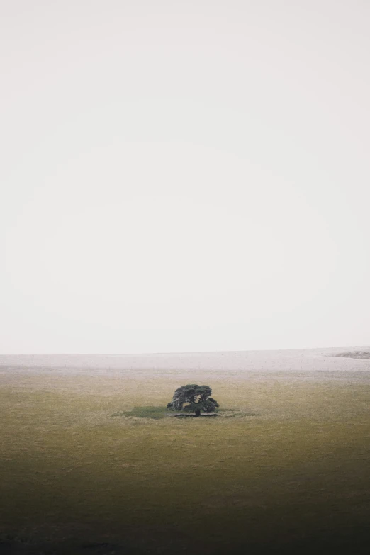 there is a lone tree on a green island