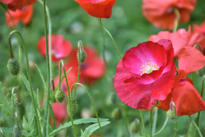 a field full of red flowers with one flower blooming