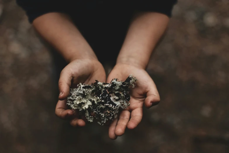 a person holding onto some plants that is very close together