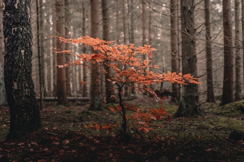 a tree in a forest with orange leaves