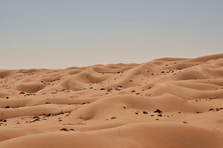 a herd of animals standing on top of a sandy field