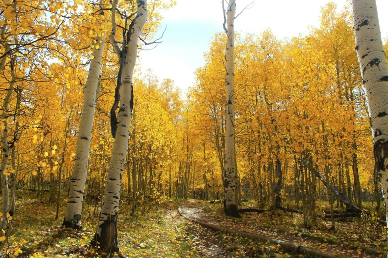 several trees are shown with fall color near a forest