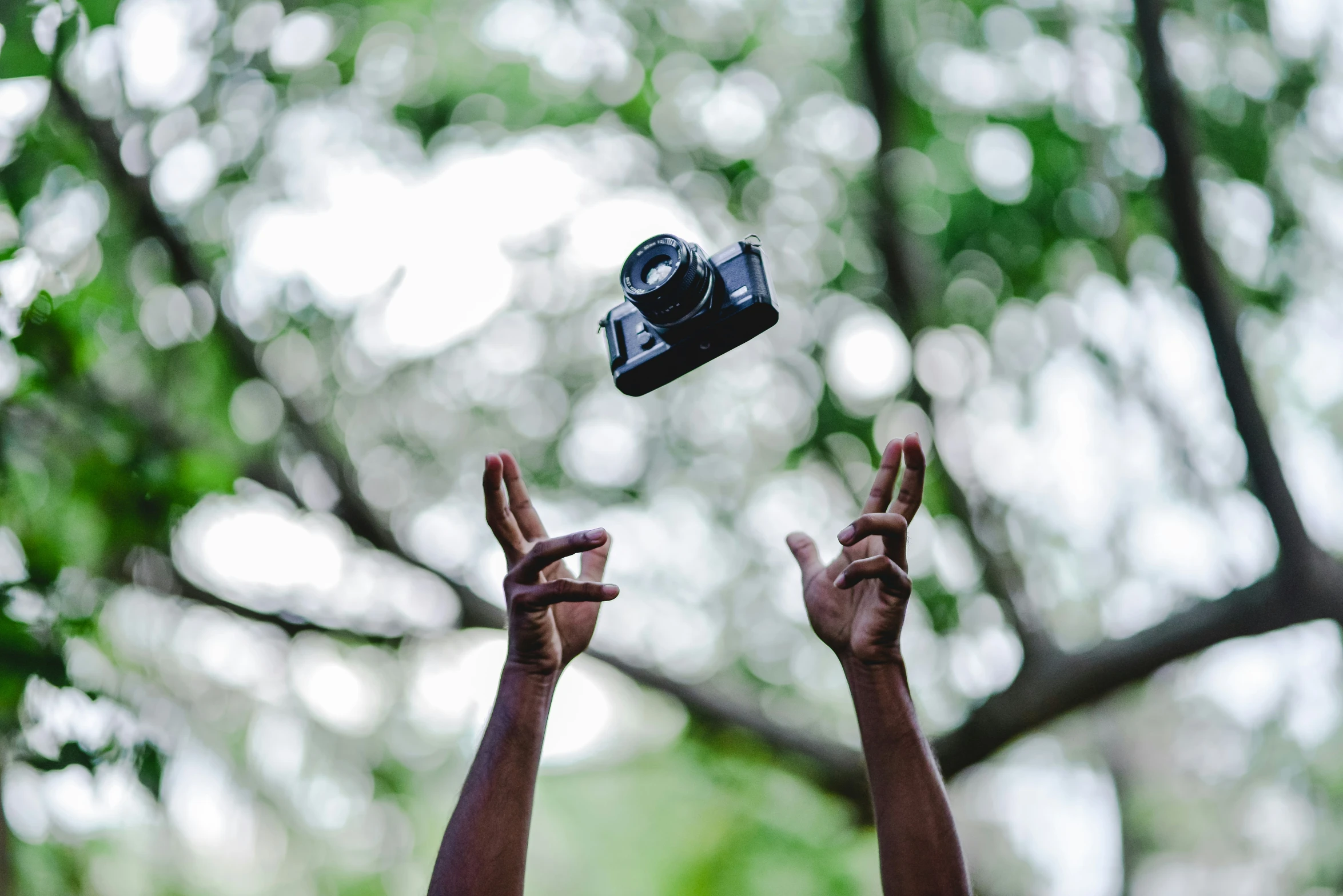 two hands hold a camera above a tree