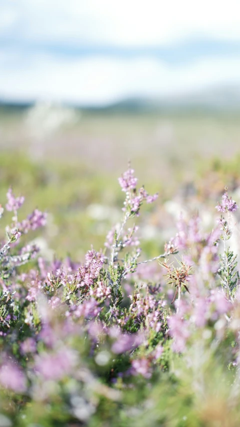 a field full of purple flowers and green leaves