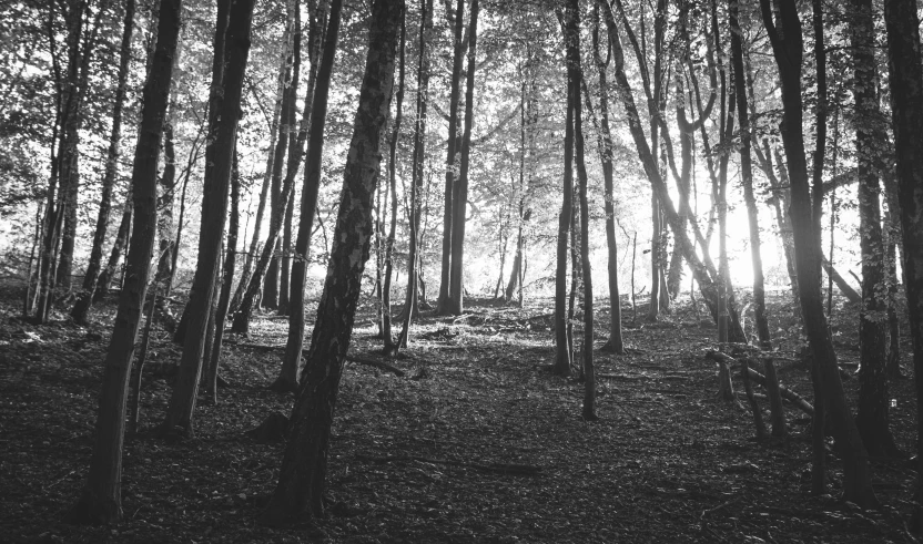 a black and white po of the sun shining through trees