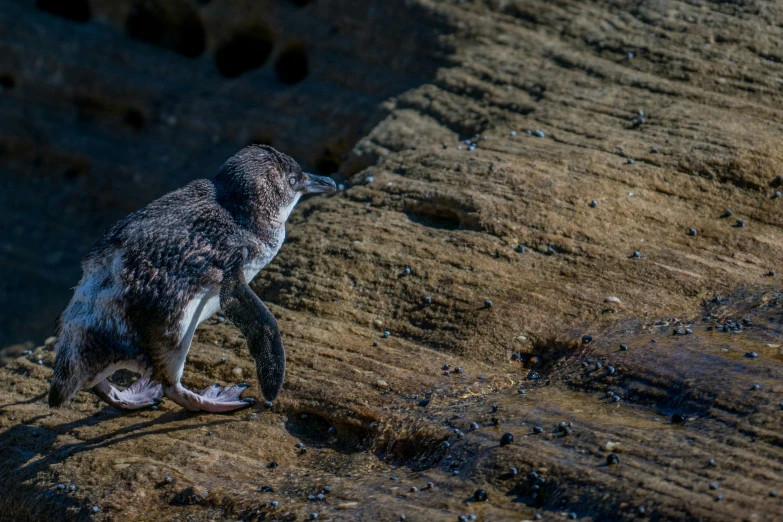 a small penguin on the ground looking for food