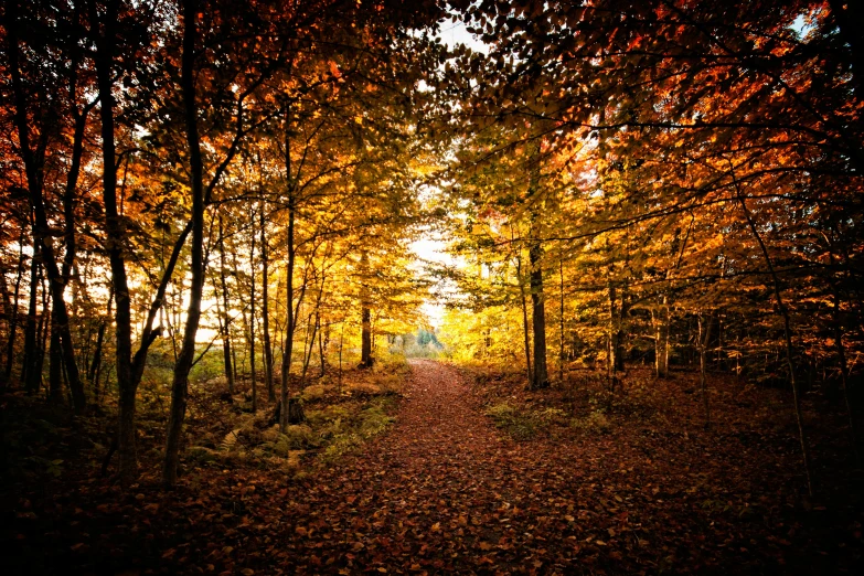 a small path between two very wooded areas