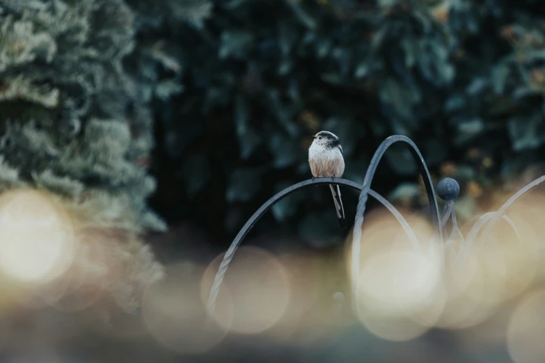 a little bird perched on top of a thin wire