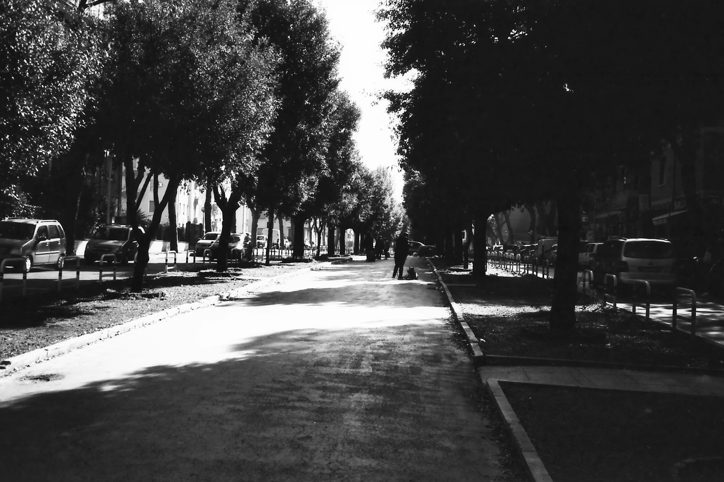 this is an image of a tree lined sidewalk