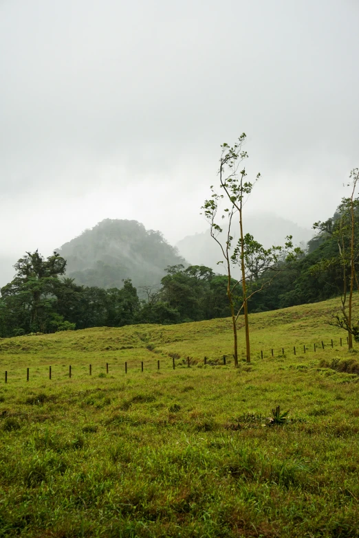 there are some trees that are in the field