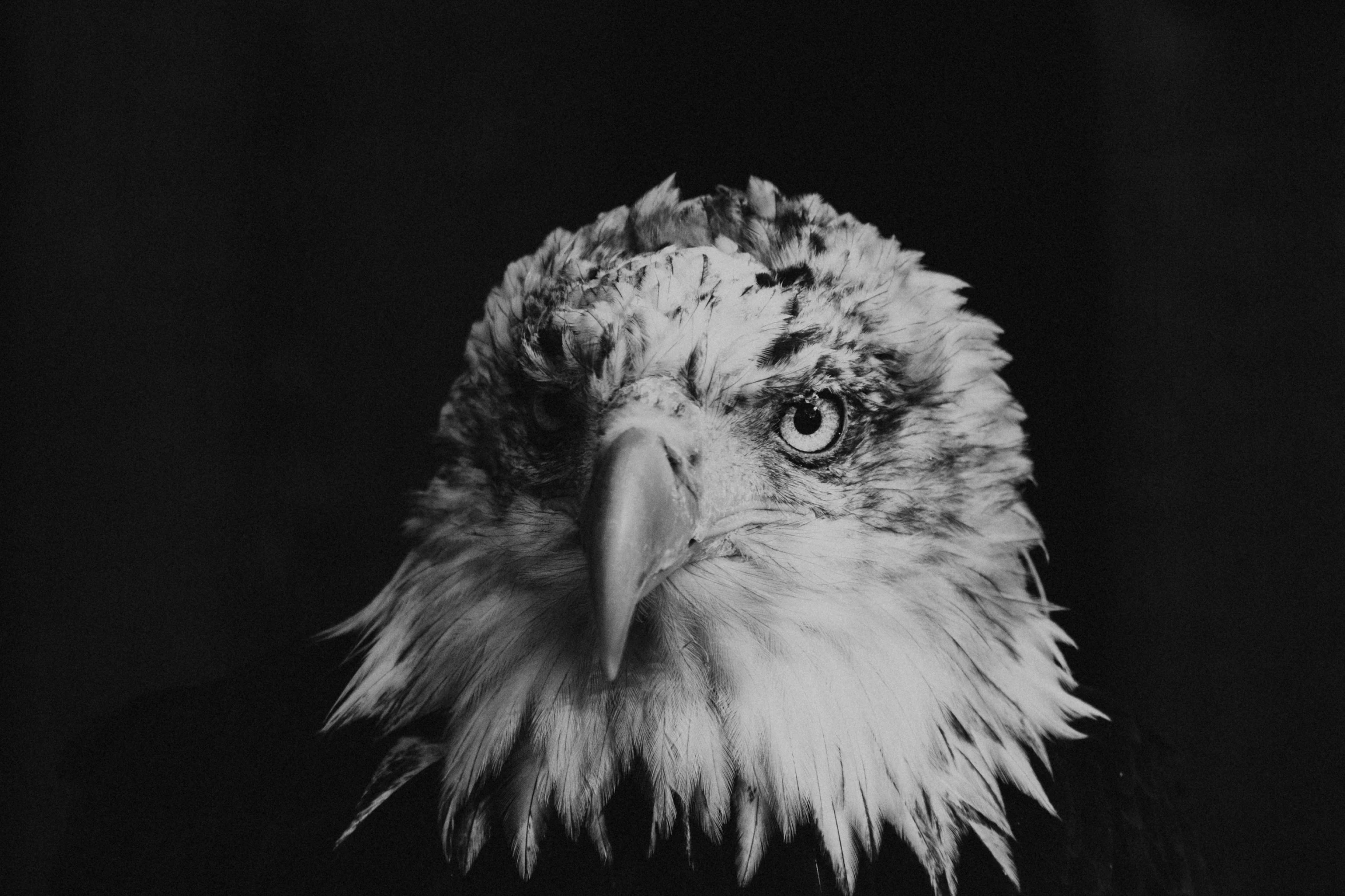 a bald eagle looks intently at the camera