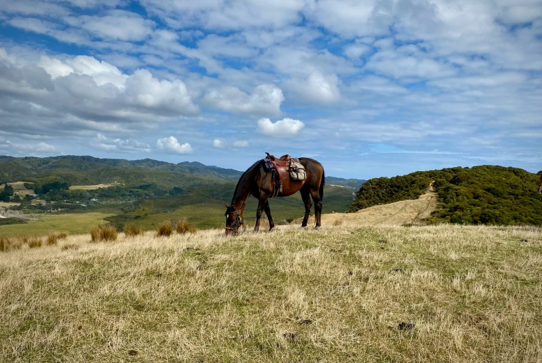 the horse is standing in a grassy field