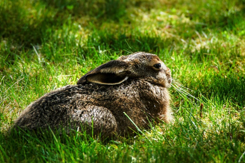 a very cute bunny sitting in the grass