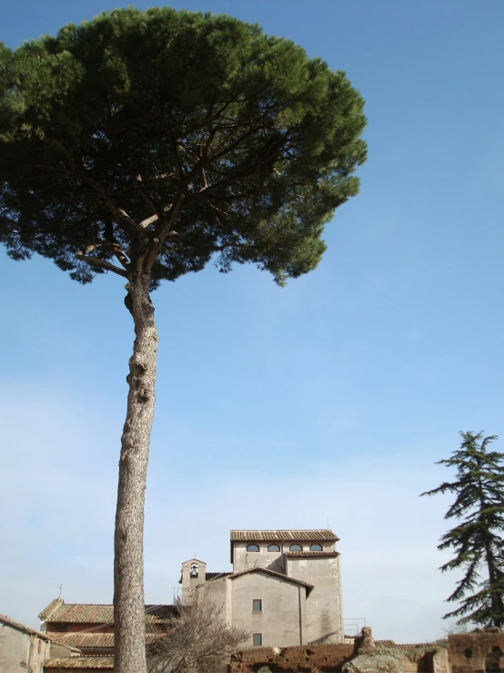 a large pine tree sitting in front of a tall building