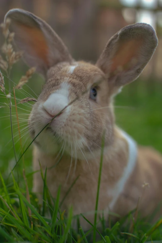 a brown rabbit with white face is in the grass