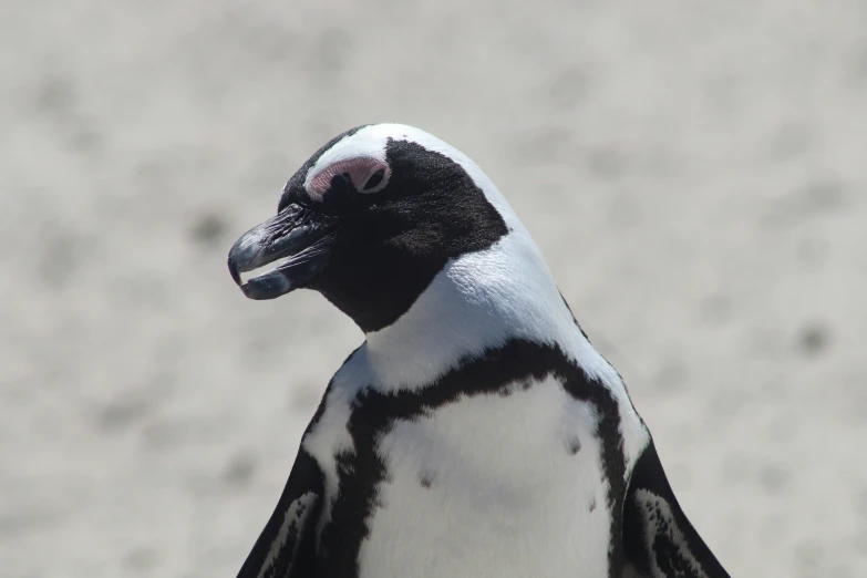 a very cute looking penguin standing on a beach