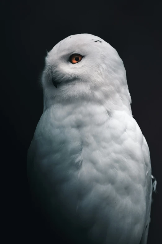 a bird that has yellow eyes and white feathers