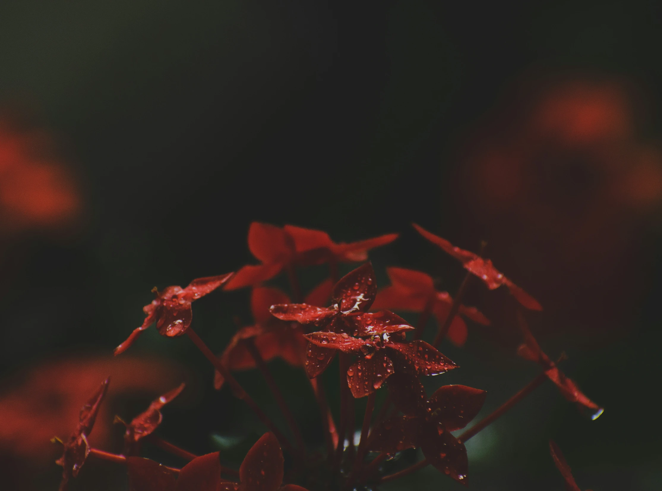 the top part of a red flower with dew drops