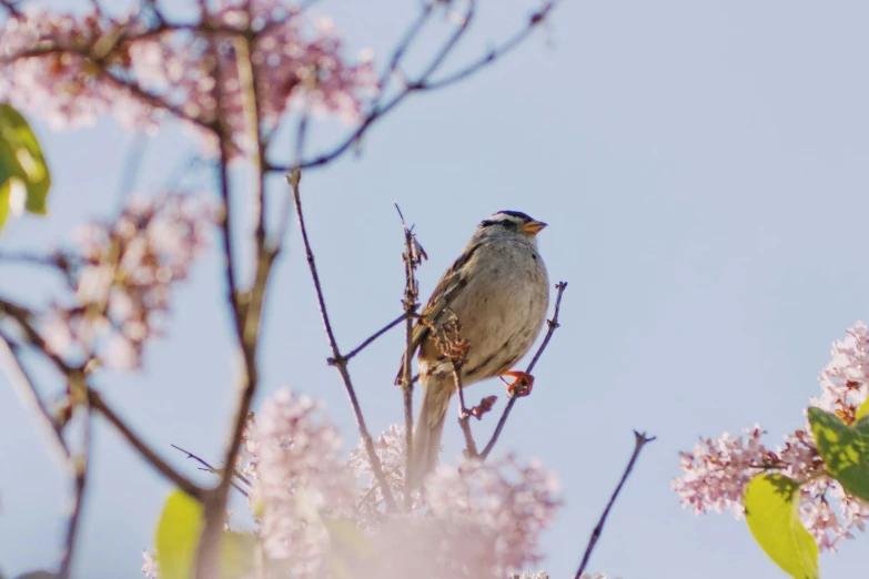 a bird sits on a thin nch with pink flowers