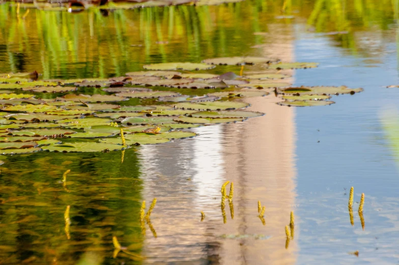 lily pad with reflection in a river and sky