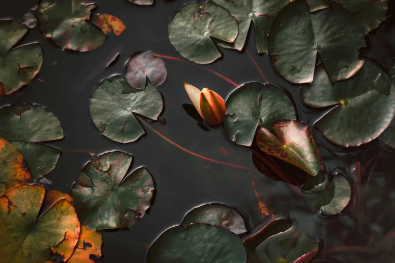 the reflection of a lotus plant on the water