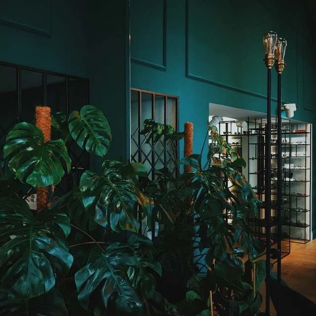 an indoor space with many houseplants and potted plants