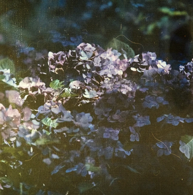 a group of purple flowers with a person in the distance