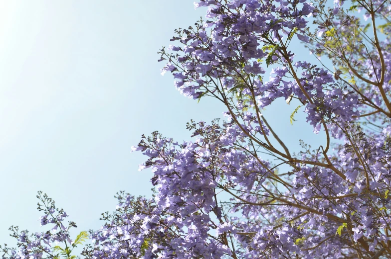 a large purple flowered tree that's blooming everywhere