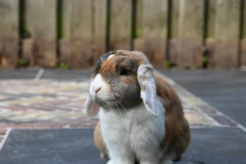 a white and brown rabbit stands by itself