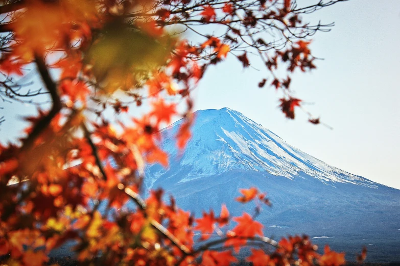 a snowy mountain in the distance behind colorful leaves