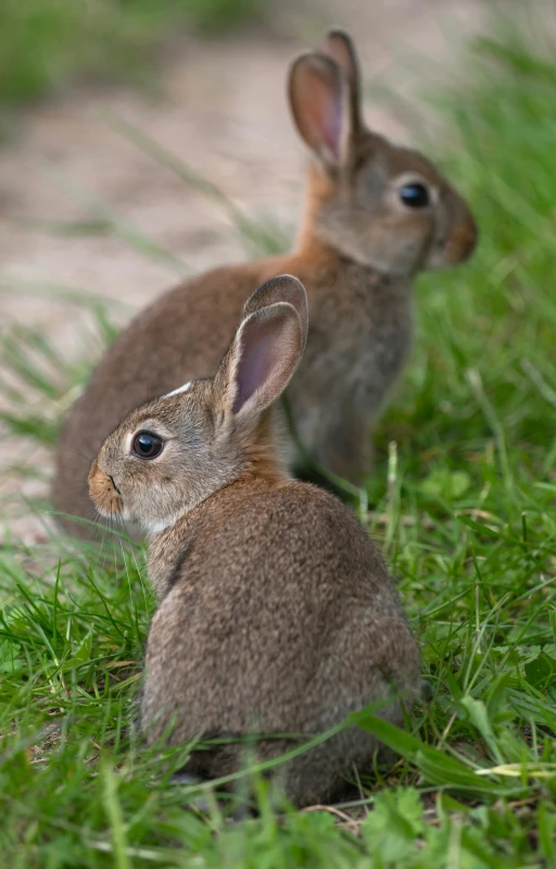 two little rabbits are sitting in the grass