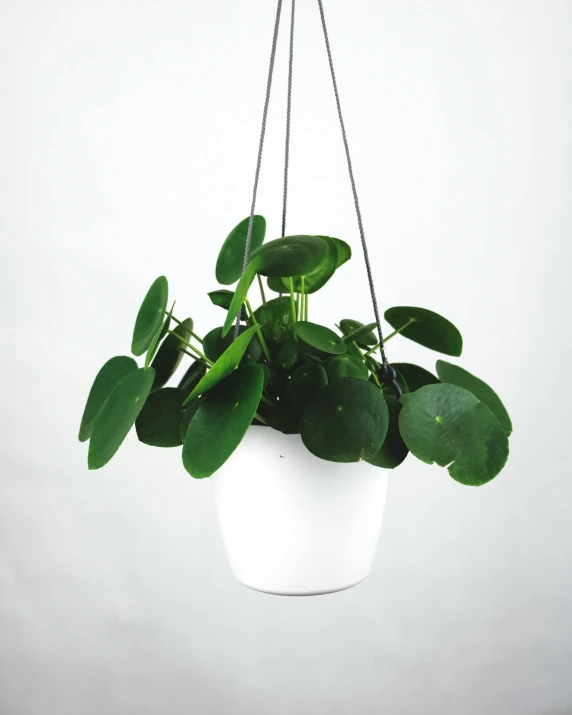 a hanging planter with some green plants on it