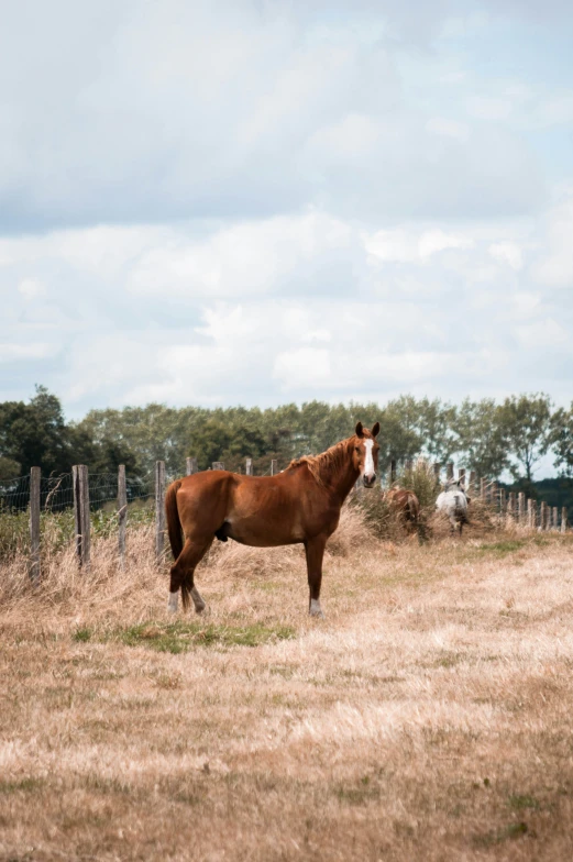 a horse standing in the grass in front of a fence