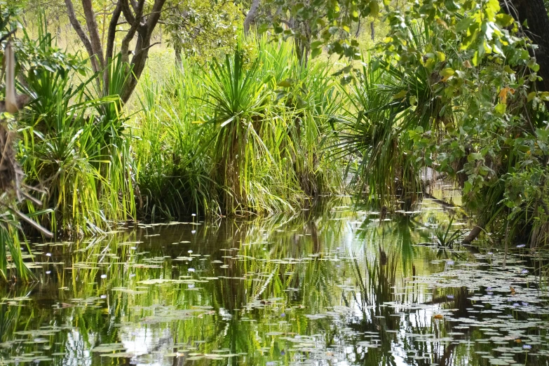 this is the view of a tropical forest from a river