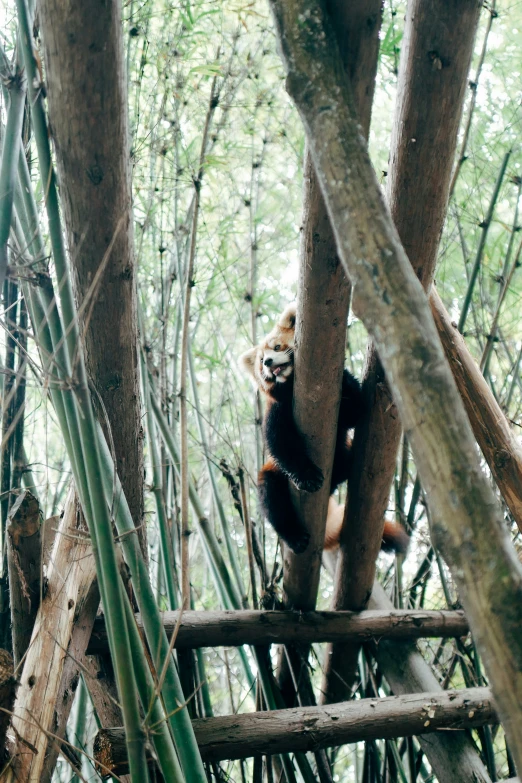 a small animal climbing up a tree in a forest