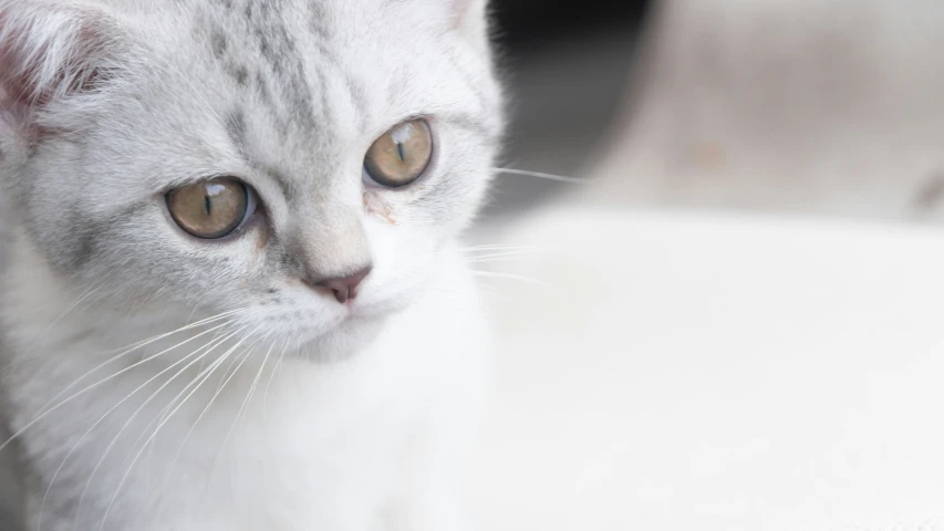 the white kitten is sitting on a couch staring at the camera