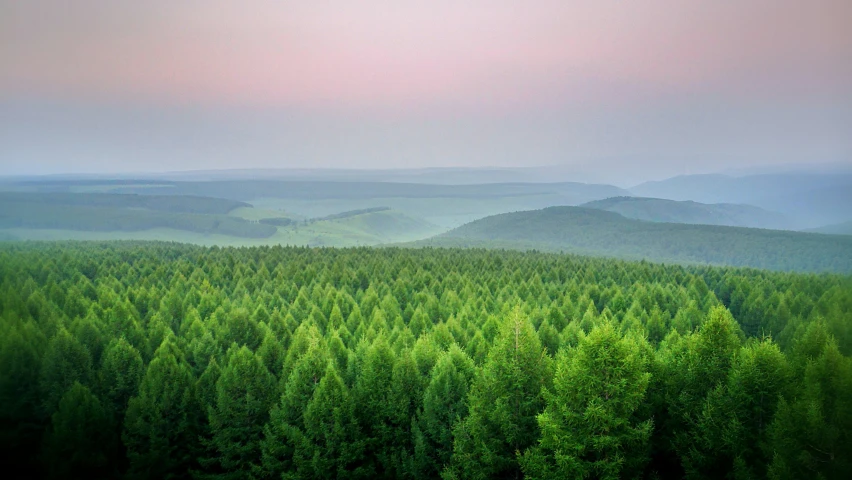 the vast trees are green on a mountain range