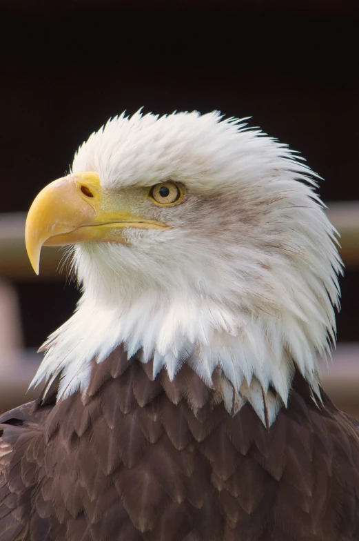 a bald eagle with an extremely beautiful face