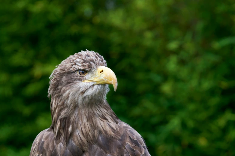 an eagle standing in front of the camera