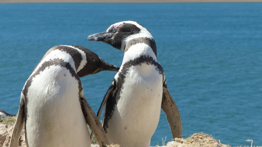 two penguins standing next to each other on a beach